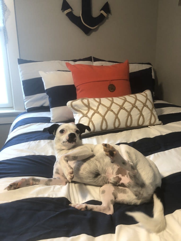 Nemo, a Mountain Cur and Chihuahua mix tested with EmbarkVet.com