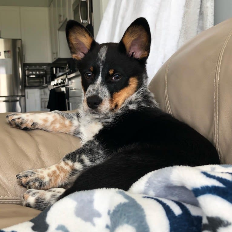 Kuzco, an Australian Cattle Dog and Pembroke Welsh Corgi mix tested with EmbarkVet.com