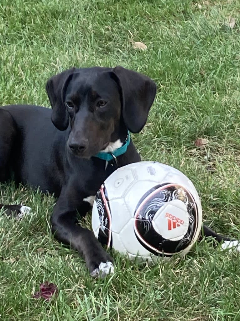 Poppy, a Doberman Pinscher and Weimaraner mix tested with EmbarkVet.com