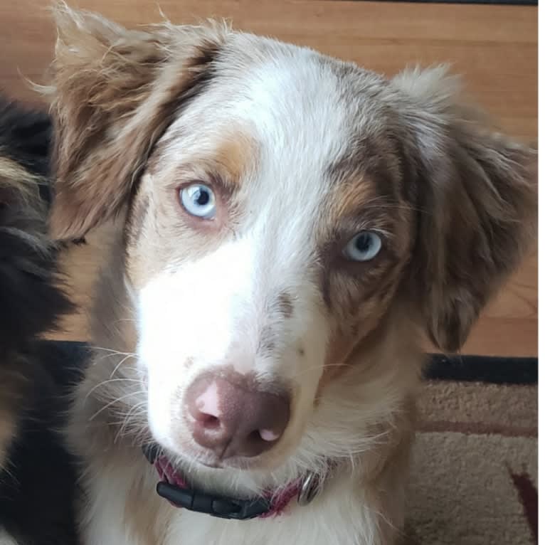 Josie, an Australian Shepherd tested with EmbarkVet.com