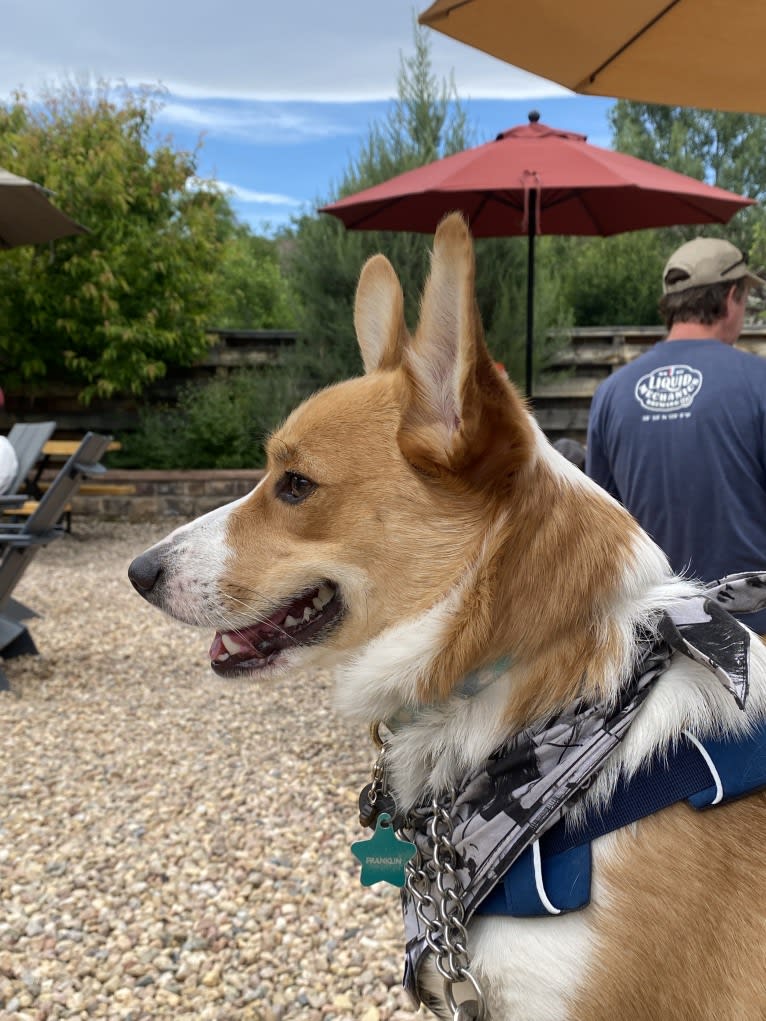 Franklin, a Pembroke Welsh Corgi tested with EmbarkVet.com