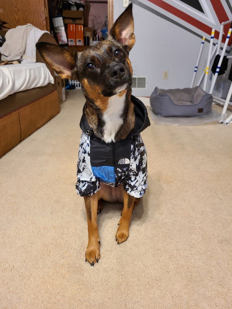 Afton, an Australian Cattle Dog and Chihuahua mix tested with EmbarkVet.com