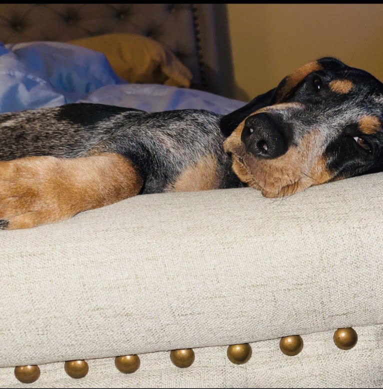 Kingston Stanley Rose, a Dachshund and Basset Hound mix tested with EmbarkVet.com