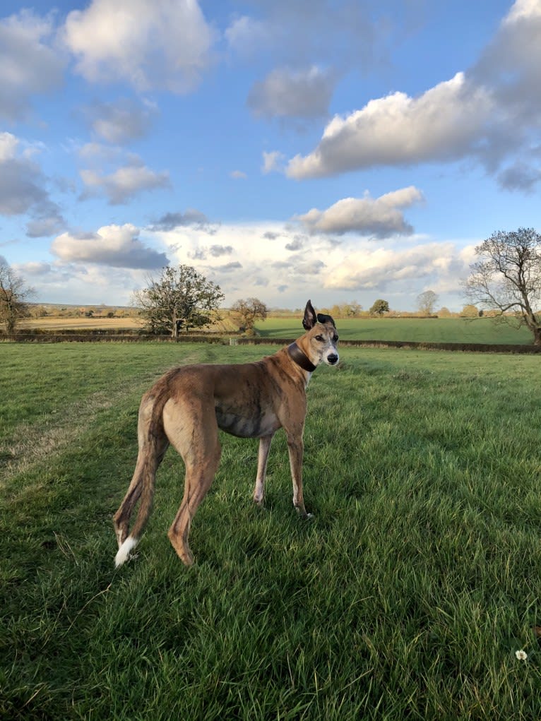 Barton, a Greyhound tested with EmbarkVet.com