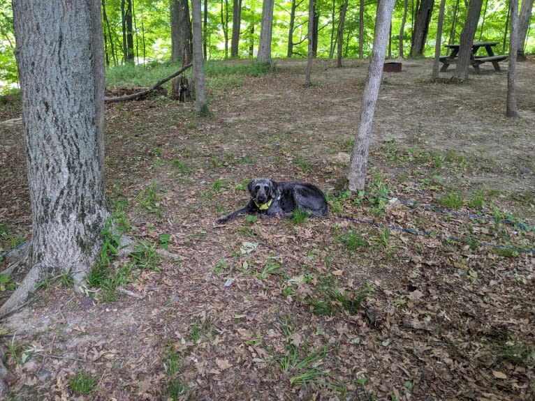 Max, a Labradoodle tested with EmbarkVet.com