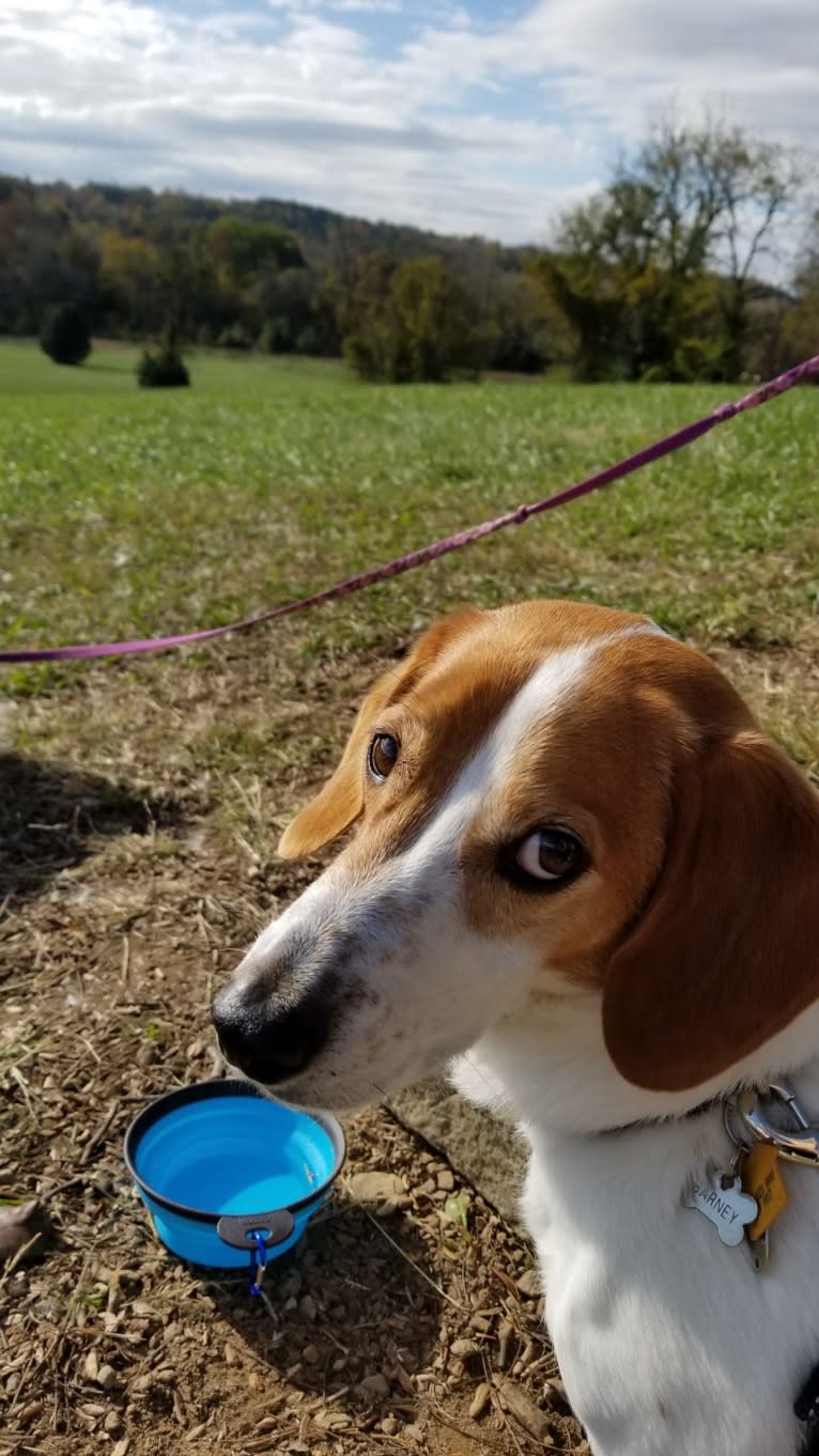 Barney, a Basset Hound and Treeing Walker Coonhound mix tested with EmbarkVet.com