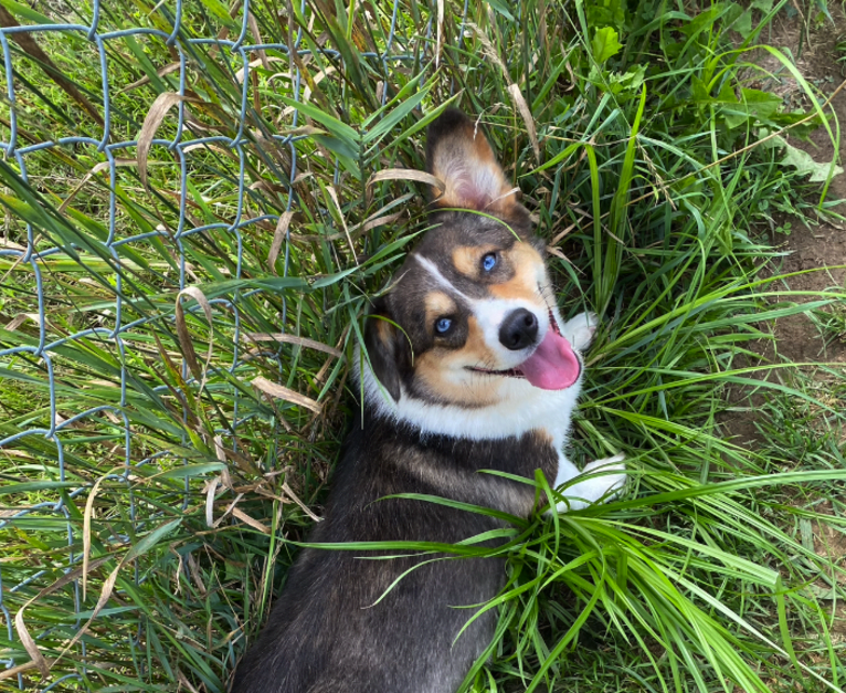 Lizzy, a Pembroke Welsh Corgi tested with EmbarkVet.com
