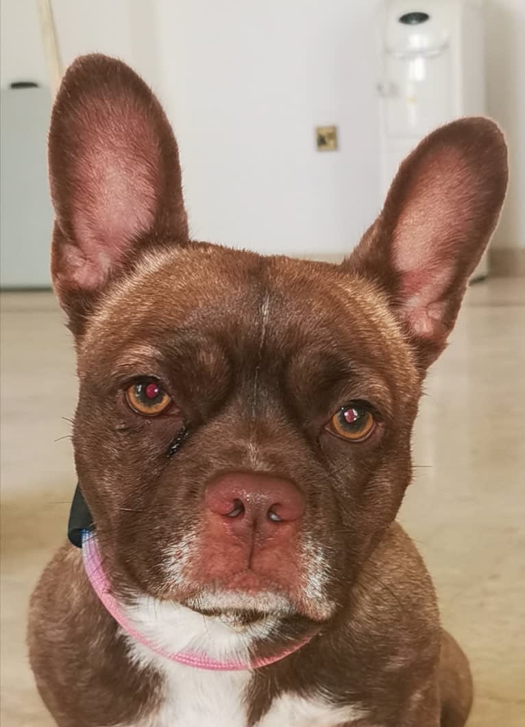 Kiki, a French Bulldog and Chihuahua mix tested with EmbarkVet.com