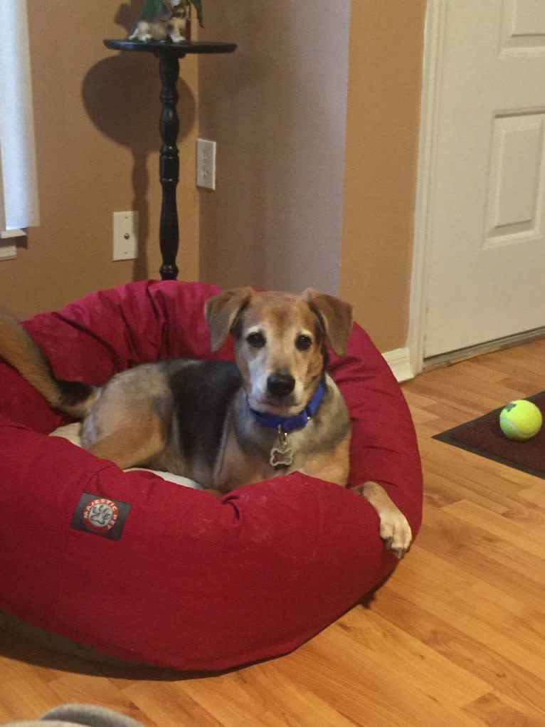 Hurley, a Beagle and Chow Chow mix tested with EmbarkVet.com