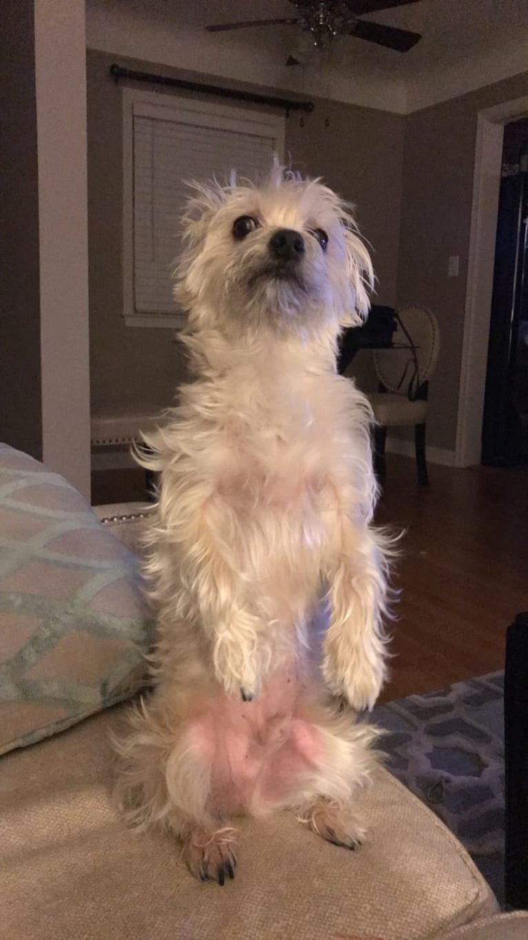 Muldoon, a Maltese and Cairn Terrier mix tested with EmbarkVet.com