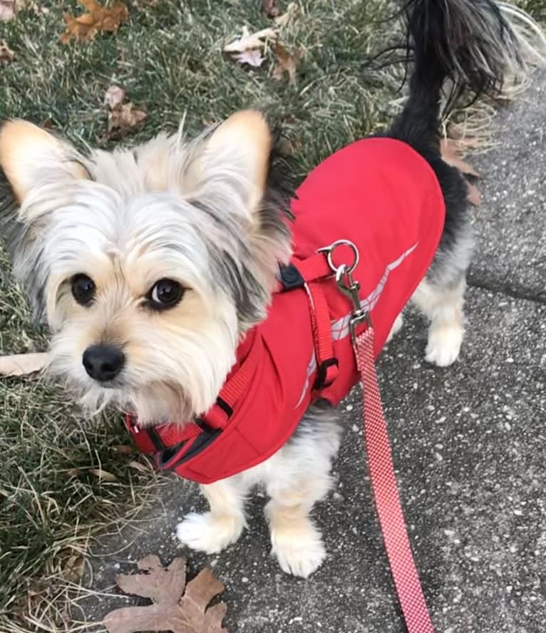 Roscoe, a Maltese and Chihuahua mix tested with EmbarkVet.com