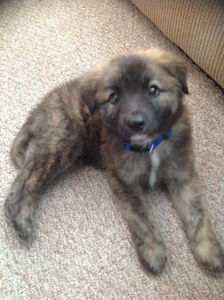 Bouvier german shepherd cheap mix