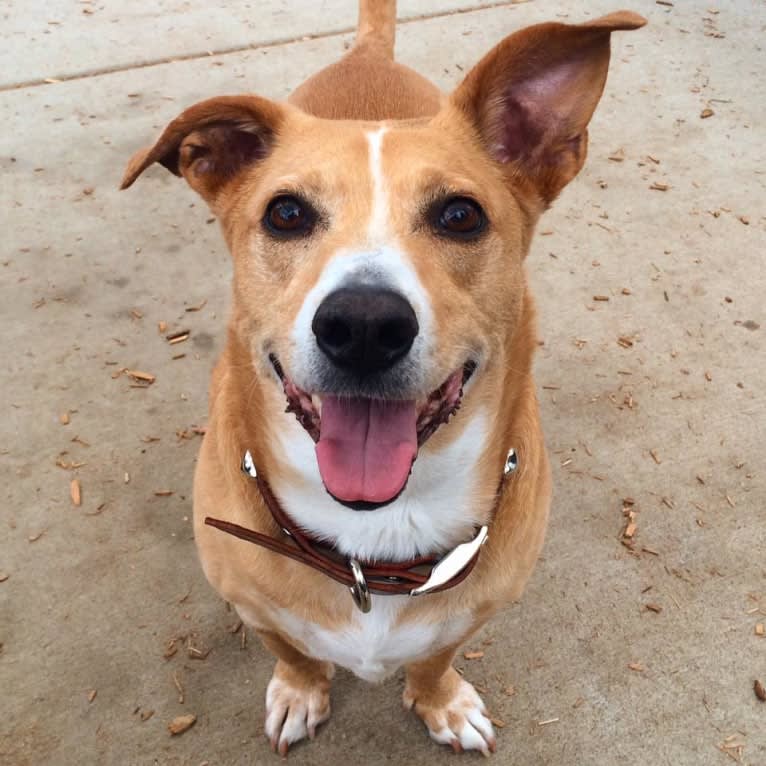 Graham, an American Pit Bull Terrier and Chihuahua mix tested with EmbarkVet.com