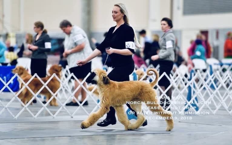 Bugatti, an Afghan Hound tested with EmbarkVet.com