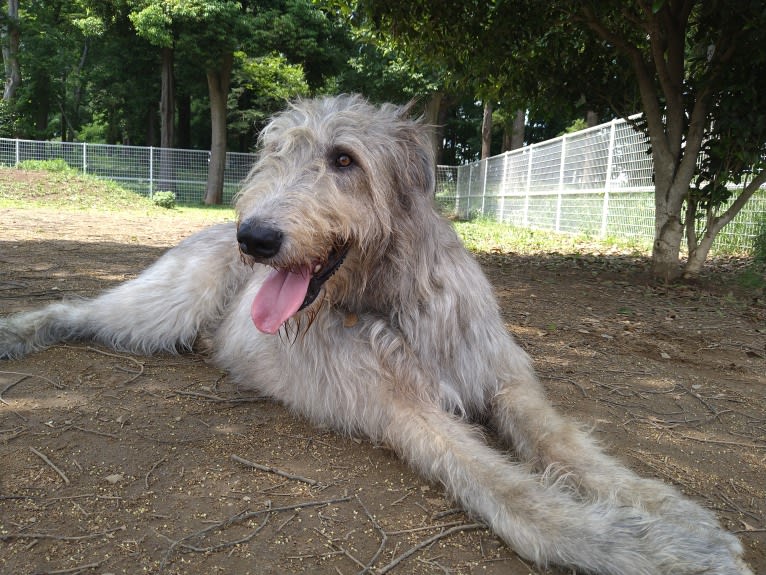 Mouton, an Irish Wolfhound tested with EmbarkVet.com