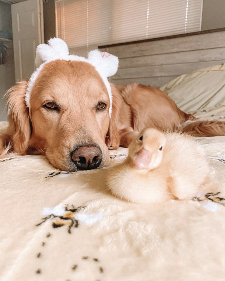 Marley, a Golden Retriever tested with EmbarkVet.com