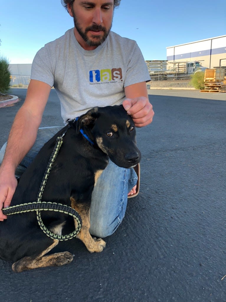 Murphy, a Bullmastiff and German Shepherd Dog mix tested with EmbarkVet.com