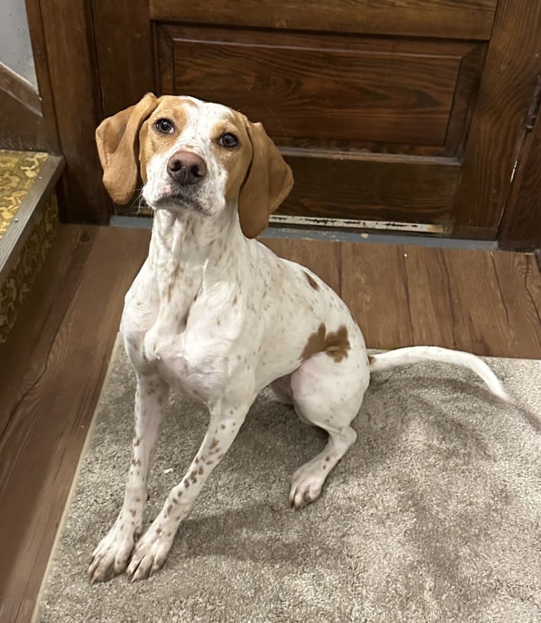 Texie, a Pointer and Llewellin Setter mix tested with EmbarkVet.com