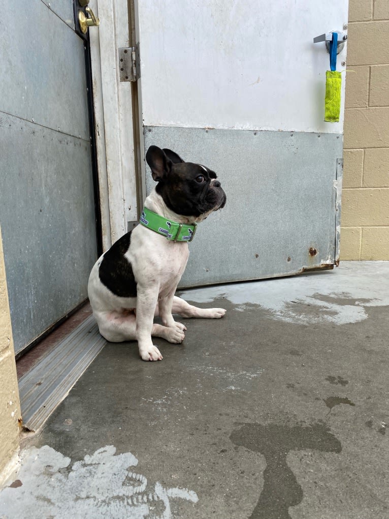 Koichi “Kohh”, a French Bulldog tested with EmbarkVet.com