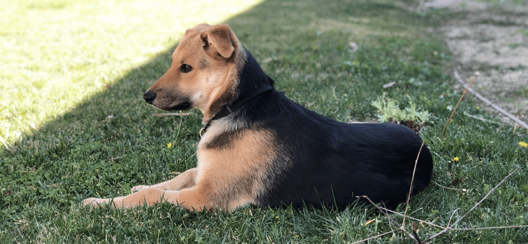 Shainee, a German Shepherd Dog and Australian Cattle Dog mix tested with EmbarkVet.com