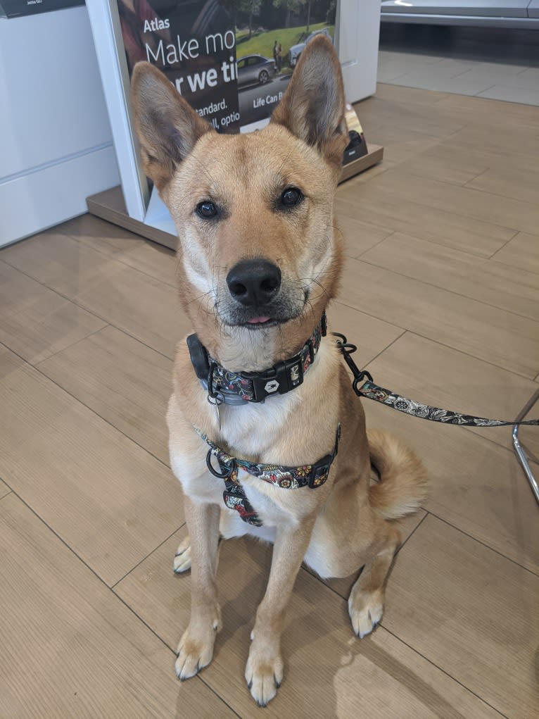 Apollo, a Jindo tested with EmbarkVet.com