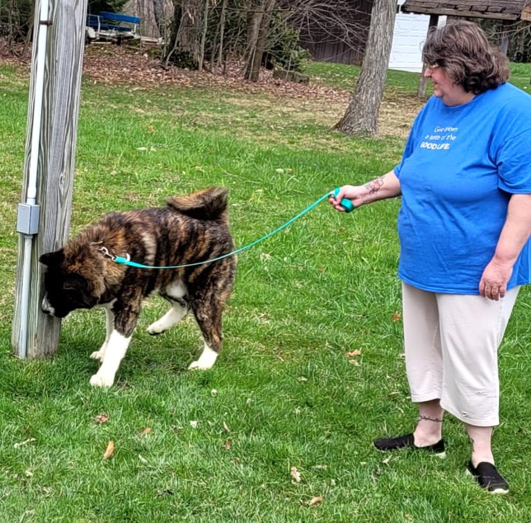 Bruno, an Akita tested with EmbarkVet.com