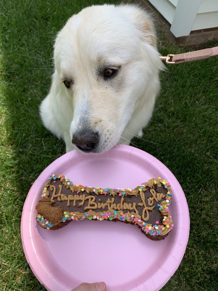 Lola, a Great Pyrenees and Rottweiler mix tested with EmbarkVet.com