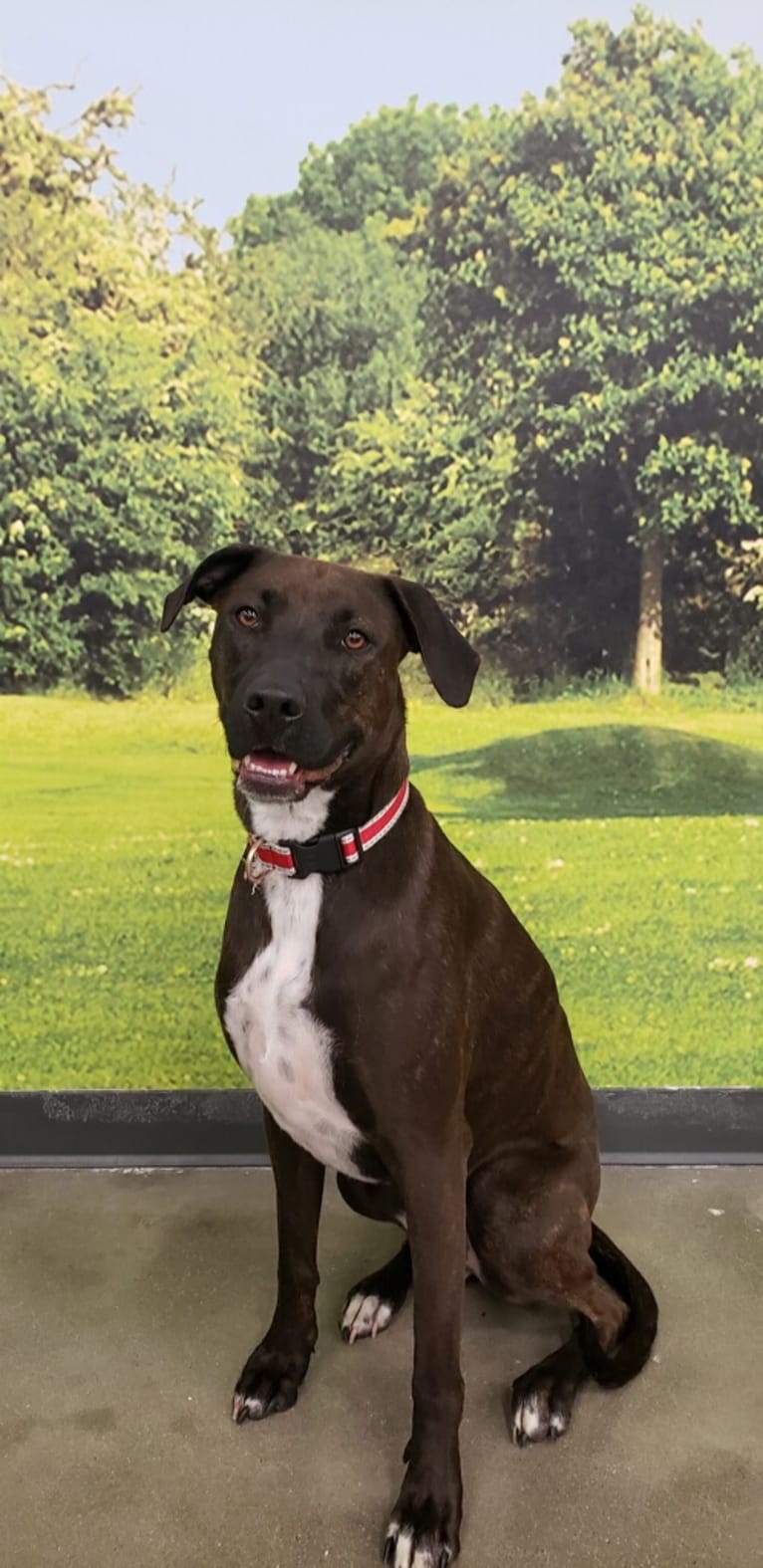 Carly, an American Pit Bull Terrier and Rottweiler mix tested with EmbarkVet.com