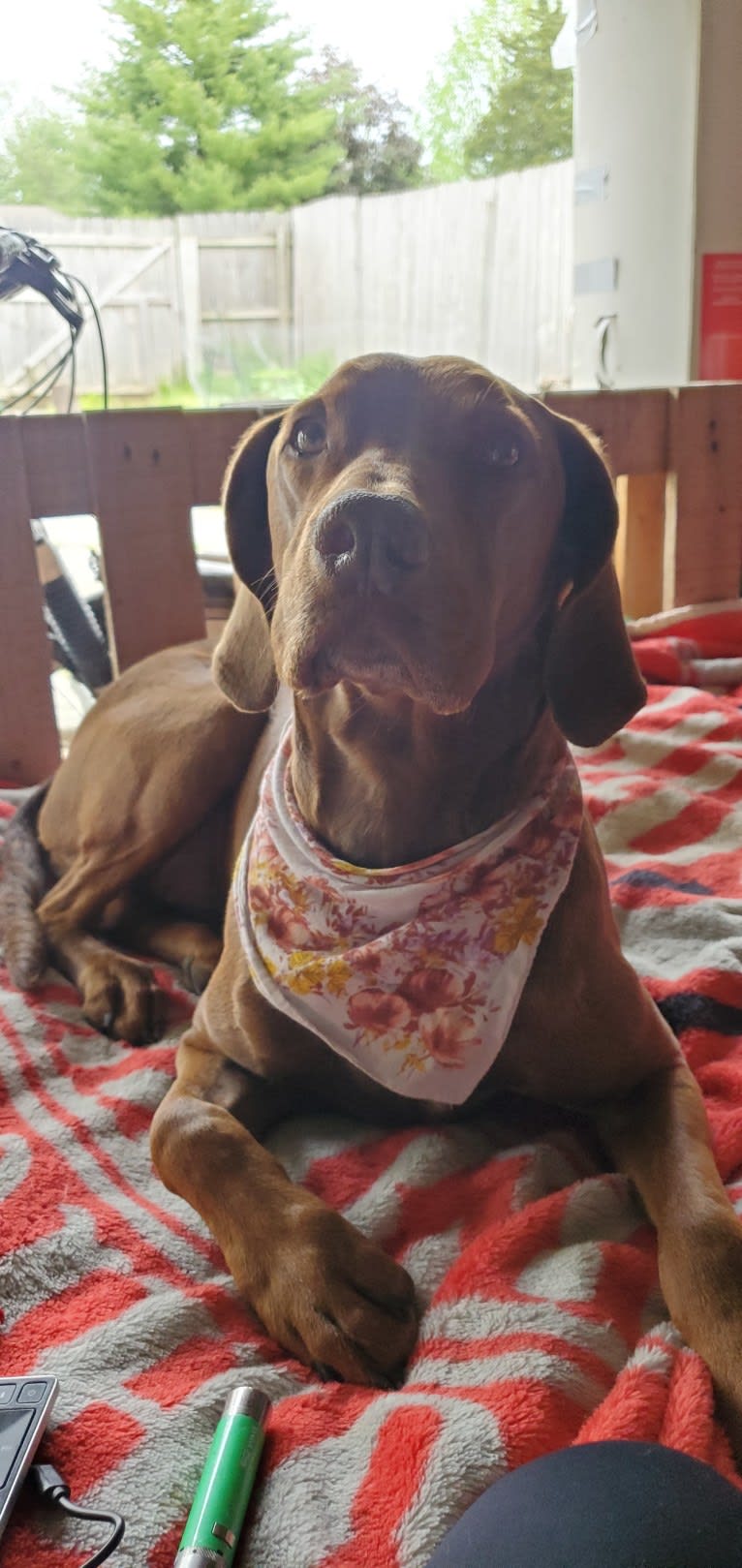 Dakota, a Chesapeake Bay Retriever and German Shorthaired Pointer mix tested with EmbarkVet.com