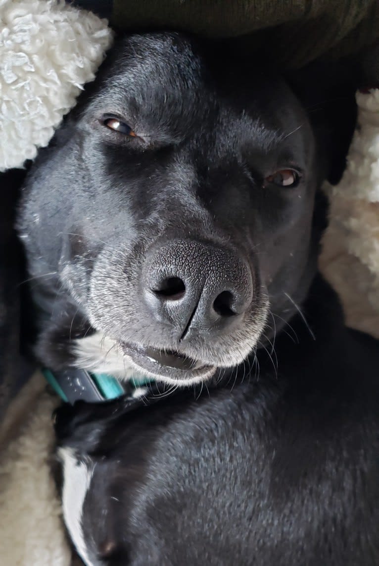 Jack, a Rottweiler and Border Collie mix tested with EmbarkVet.com