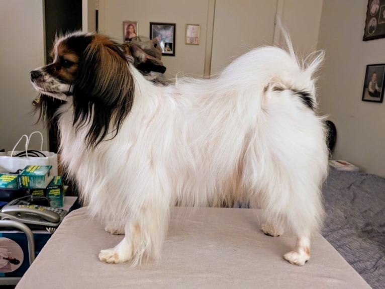 Le Papillon Ravissant Kristian, a Papillon tested with EmbarkVet.com