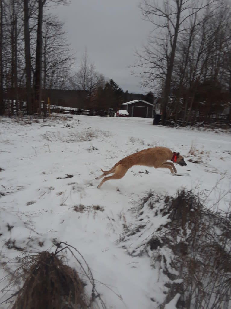 Janus, a Greyhound and Scottish Deerhound mix tested with EmbarkVet.com