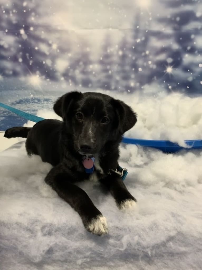 Lily, a Labrador Retriever and Beagle mix tested with EmbarkVet.com