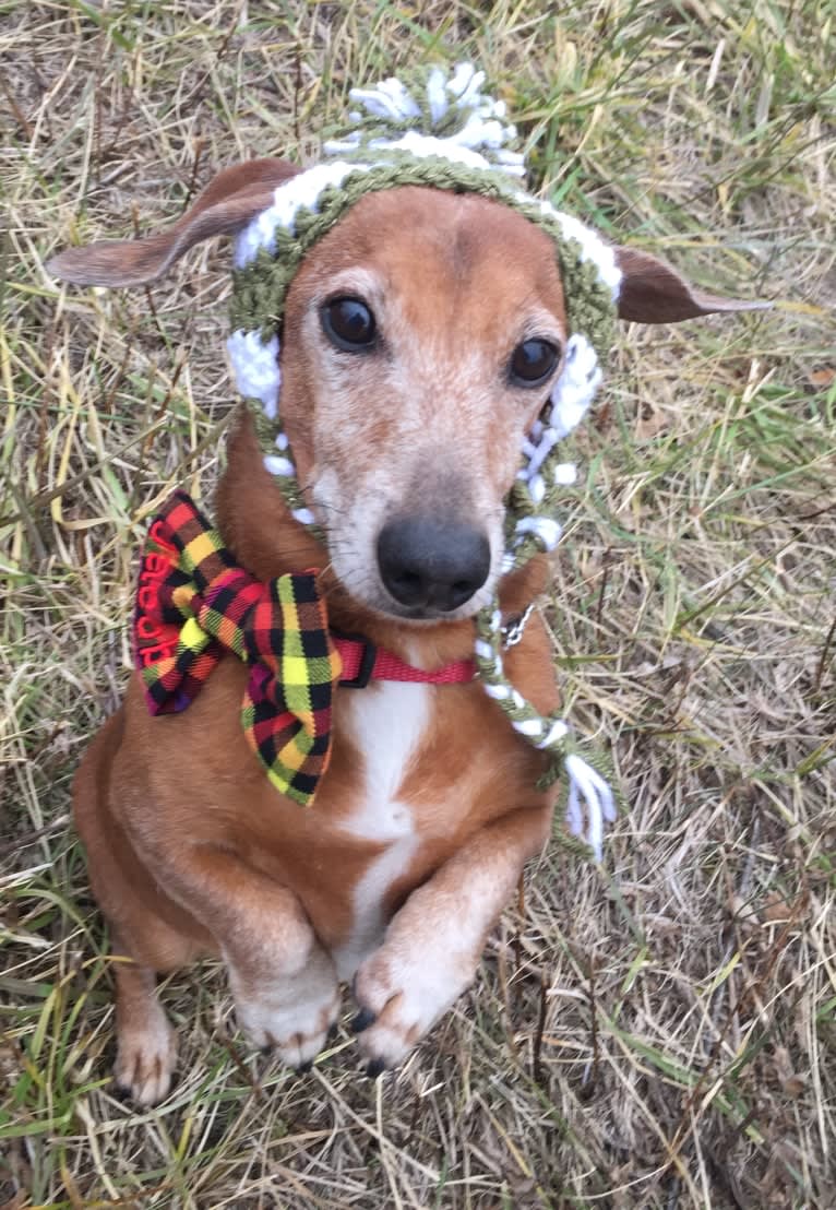 URO3 NI NE Jacob Levi RI SWA SHDNE CGCA TKP RATN RL1X RL2 RLV2X CW-ARA CW-DDA CW-Ob2A, a Dachshund tested with EmbarkVet.com
