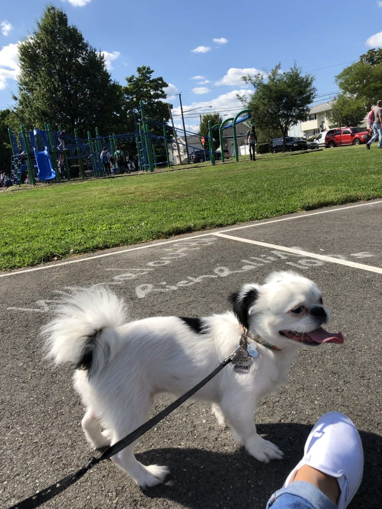 Tyson, a Lhasa Apso and Shih Tzu mix tested with EmbarkVet.com