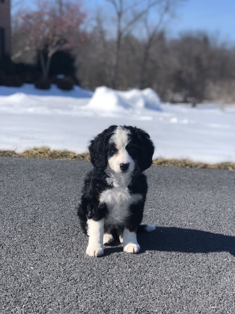 Lola, a Bernedoodle tested with EmbarkVet.com