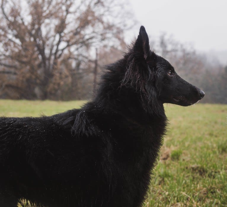 Spitfire's Quizzical Quest "Finch", a Belgian Shepherd tested with EmbarkVet.com