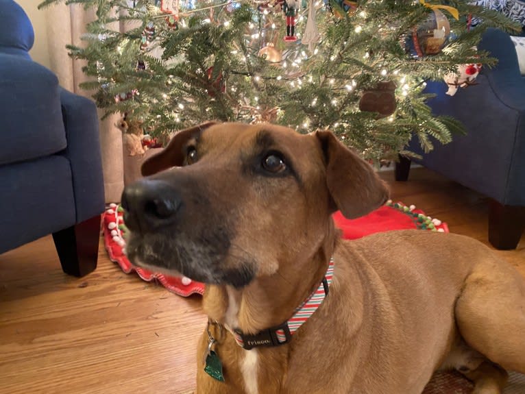 Tate, an American Pit Bull Terrier and Labrador Retriever mix tested with EmbarkVet.com