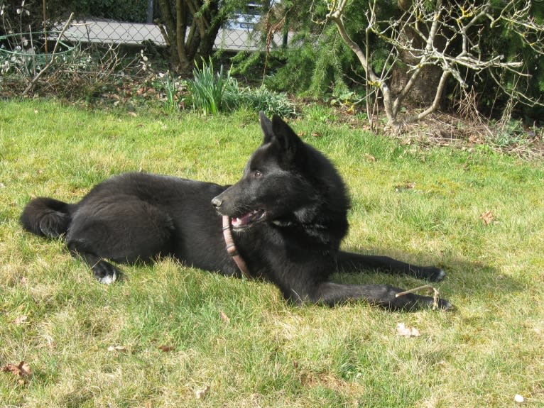 Strolch, a Canaan Dog tested with EmbarkVet.com