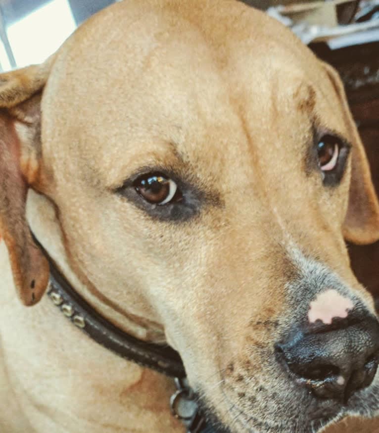 Creedence, an American Pit Bull Terrier and American Staffordshire Terrier mix tested with EmbarkVet.com