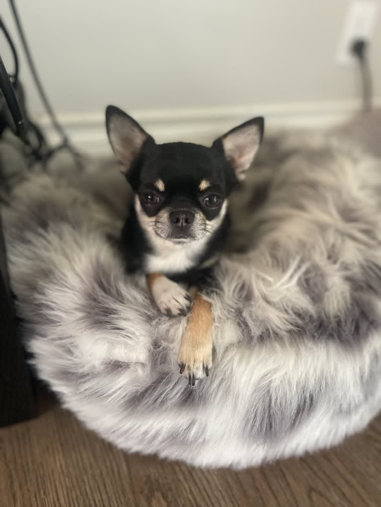 Mowgli - Raised by Wolves, a Chihuahua tested with EmbarkVet.com