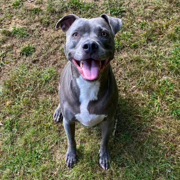 Wallace, a Staffordshire Terrier tested with EmbarkVet.com