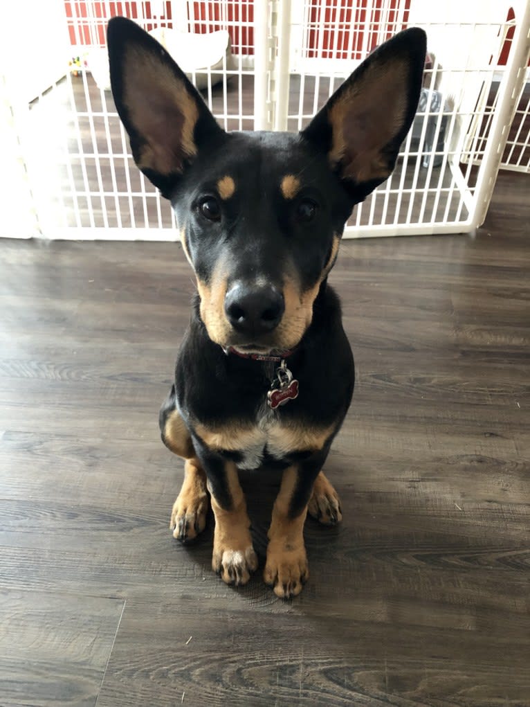 Blitzen, an Australian Cattle Dog and Doberman Pinscher mix tested with EmbarkVet.com