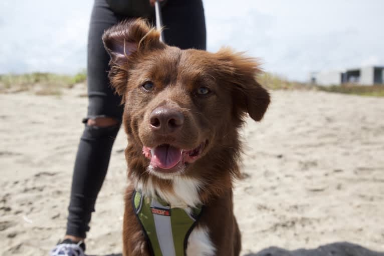 Photo of Koda, a Border Collie, Cocker Spaniel, Poodle (Small), and American Pit Bull Terrier mix in Okeechobee, Florida, USA