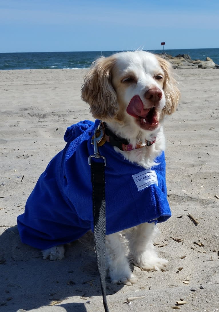 Emily, a Chihuahua and Cocker Spaniel mix tested with EmbarkVet.com