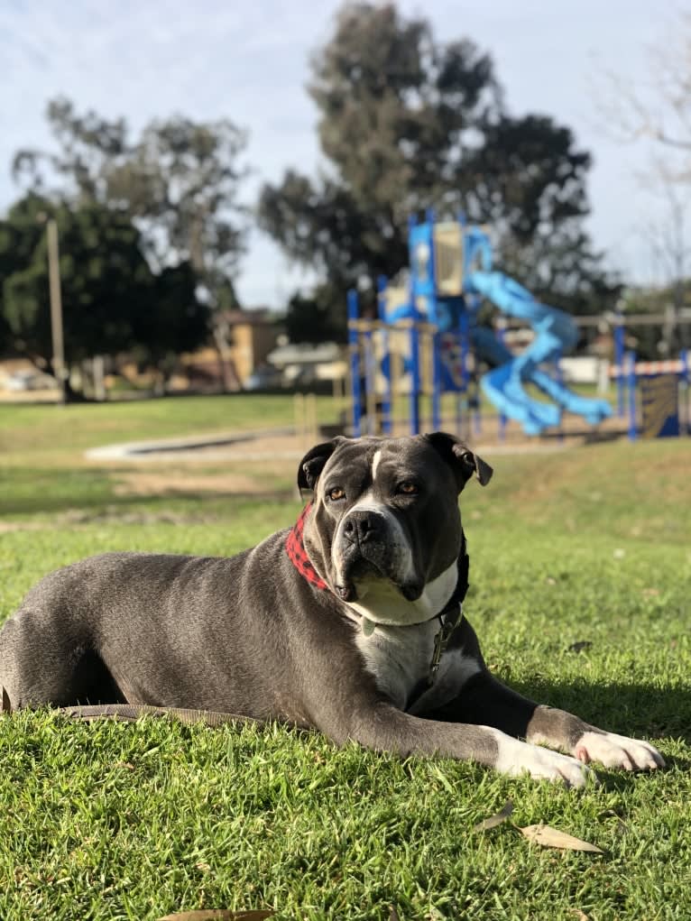 Higgins, an American Bully tested with EmbarkVet.com