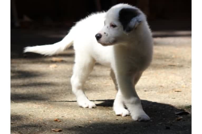 Mystic, an American Pit Bull Terrier and Chow Chow mix tested with EmbarkVet.com