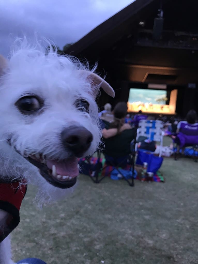 Coleen, a Rat Terrier and Poodle (Small) mix tested with EmbarkVet.com