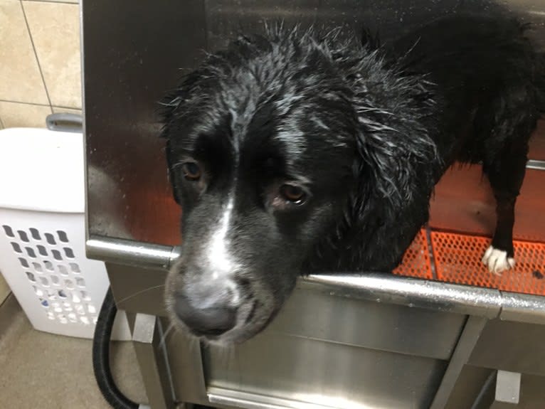 Izzy, a Saint Bernard and Labrador Retriever mix tested with EmbarkVet.com