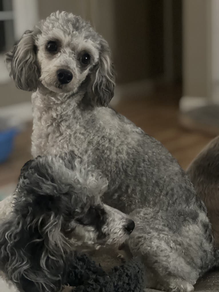 Karma, a Poodle (Small) tested with EmbarkVet.com